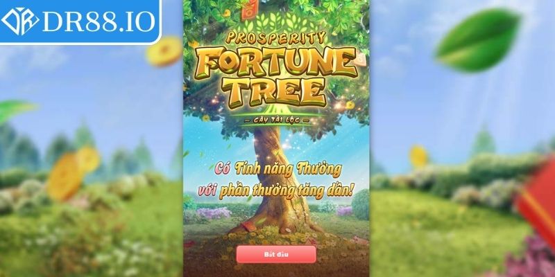 Hành trình khám phá Cây Tài Vượng DR88
